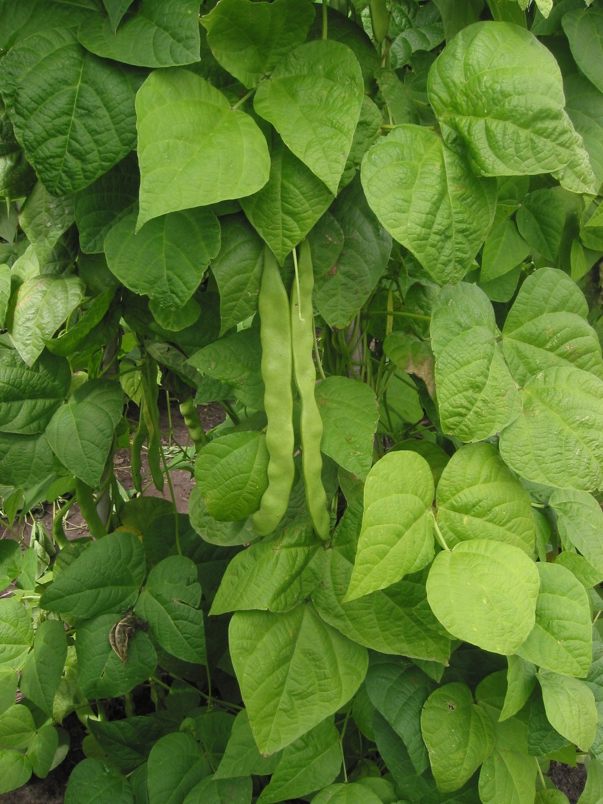 Phaseolus vulgaris PJY4