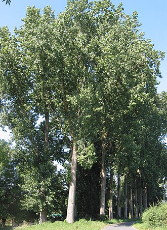 Populus x canadensis
