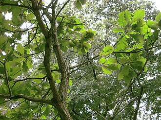 Quercus dentata