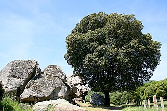 Quercus ilex