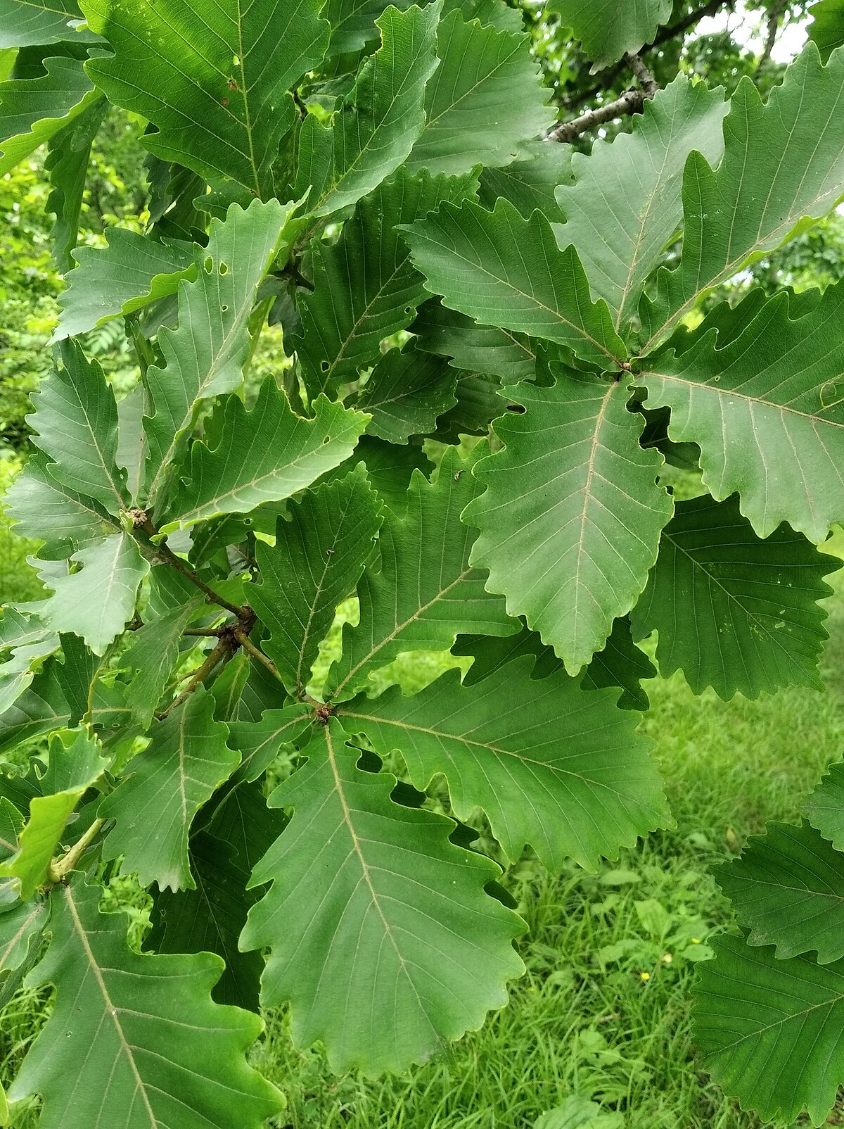 Quercus mongolica