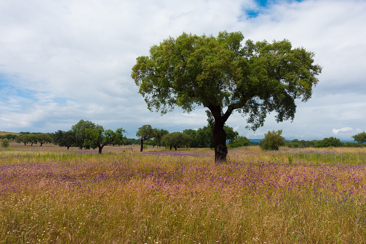 Quercus suber
