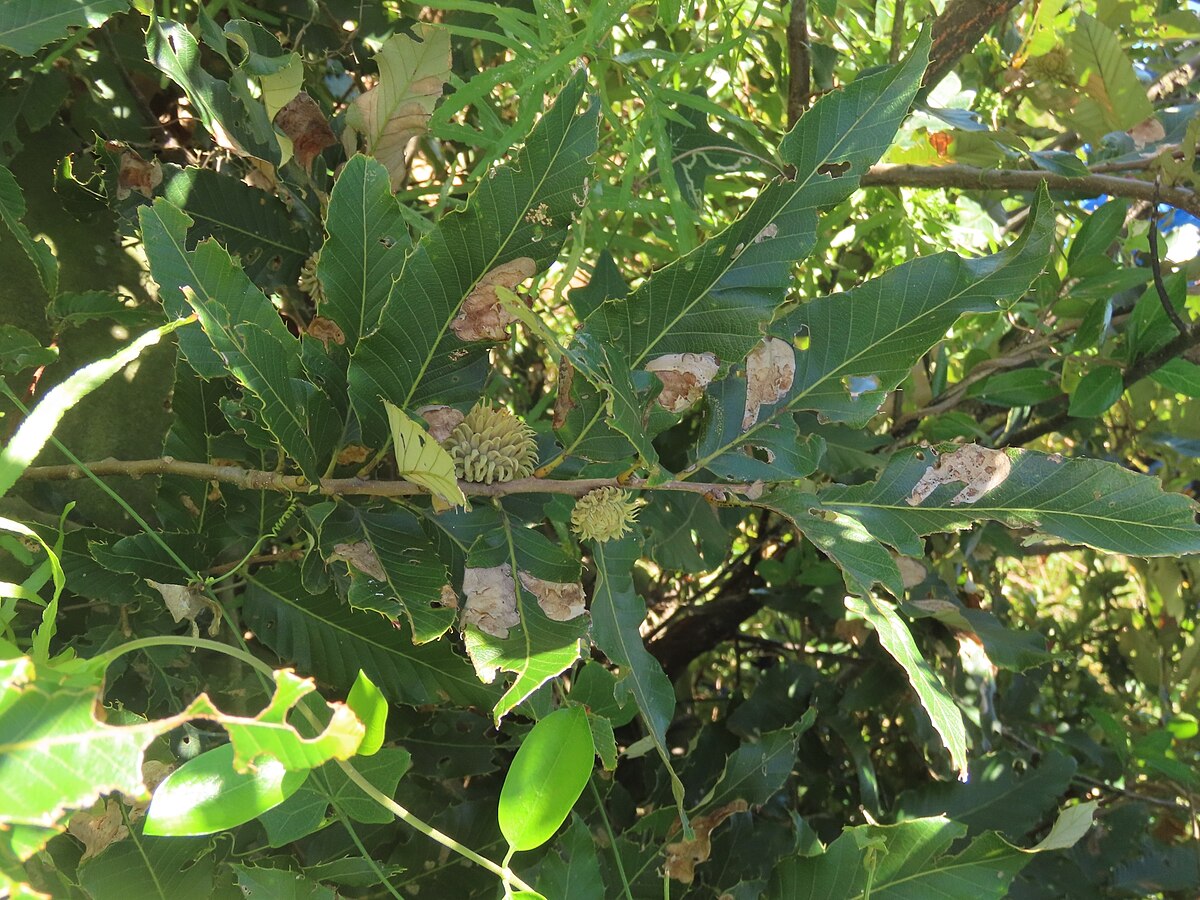 Quercus variabilis