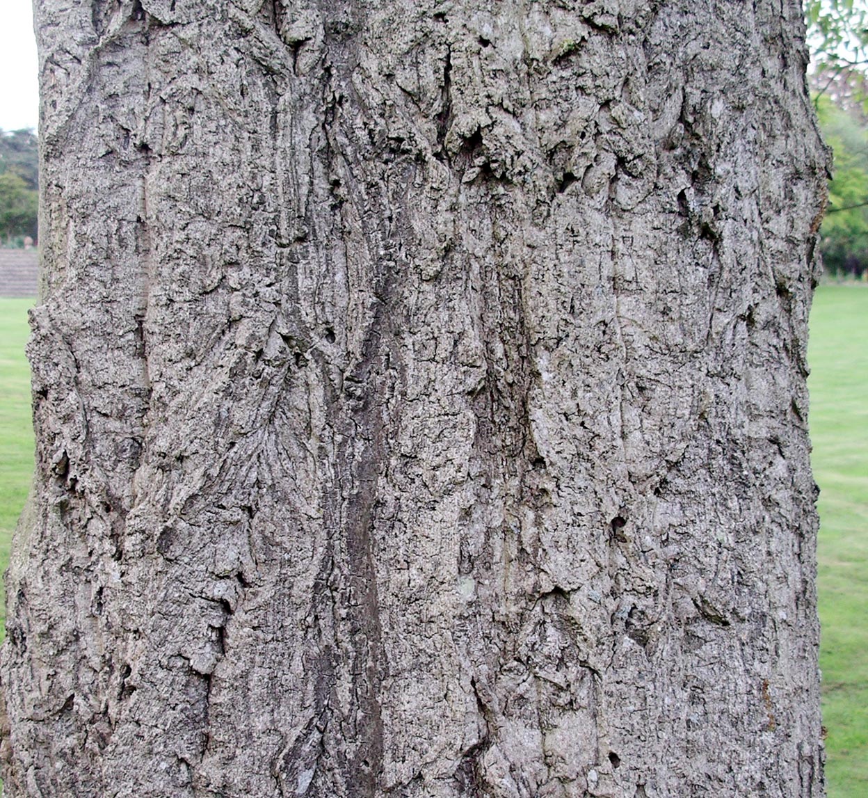 Quercus variabilis