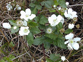 Rubus argutus