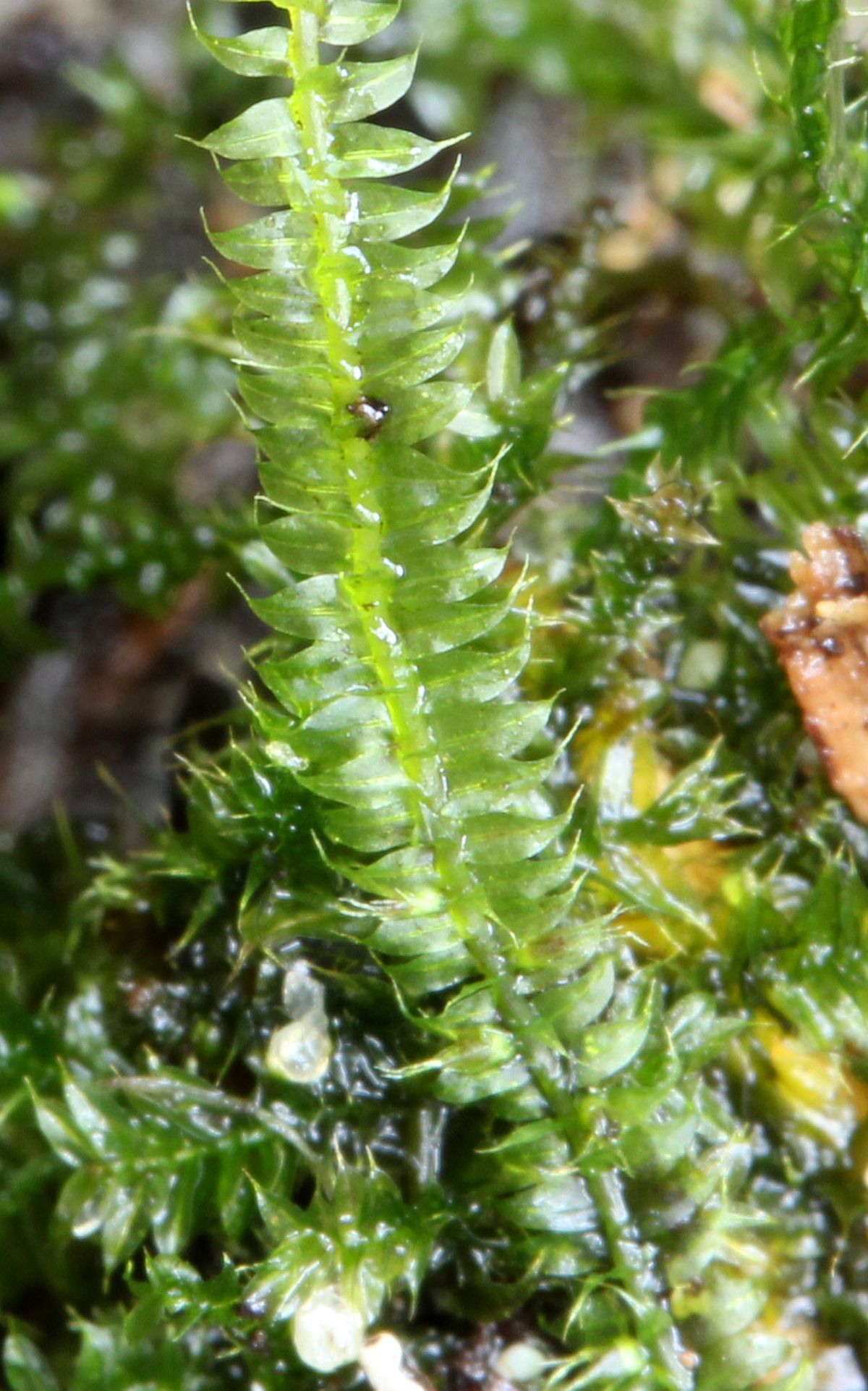 Racopilum cuspidigerum