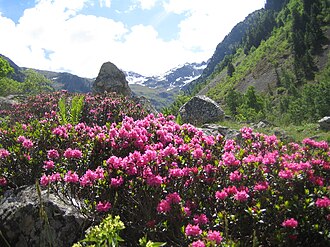 Rhododendron