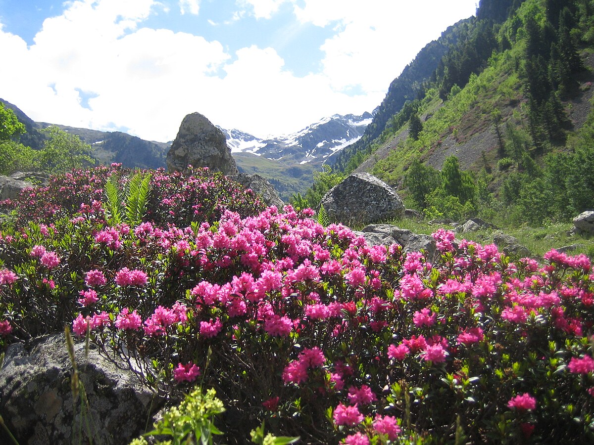 Rhododendron henanense