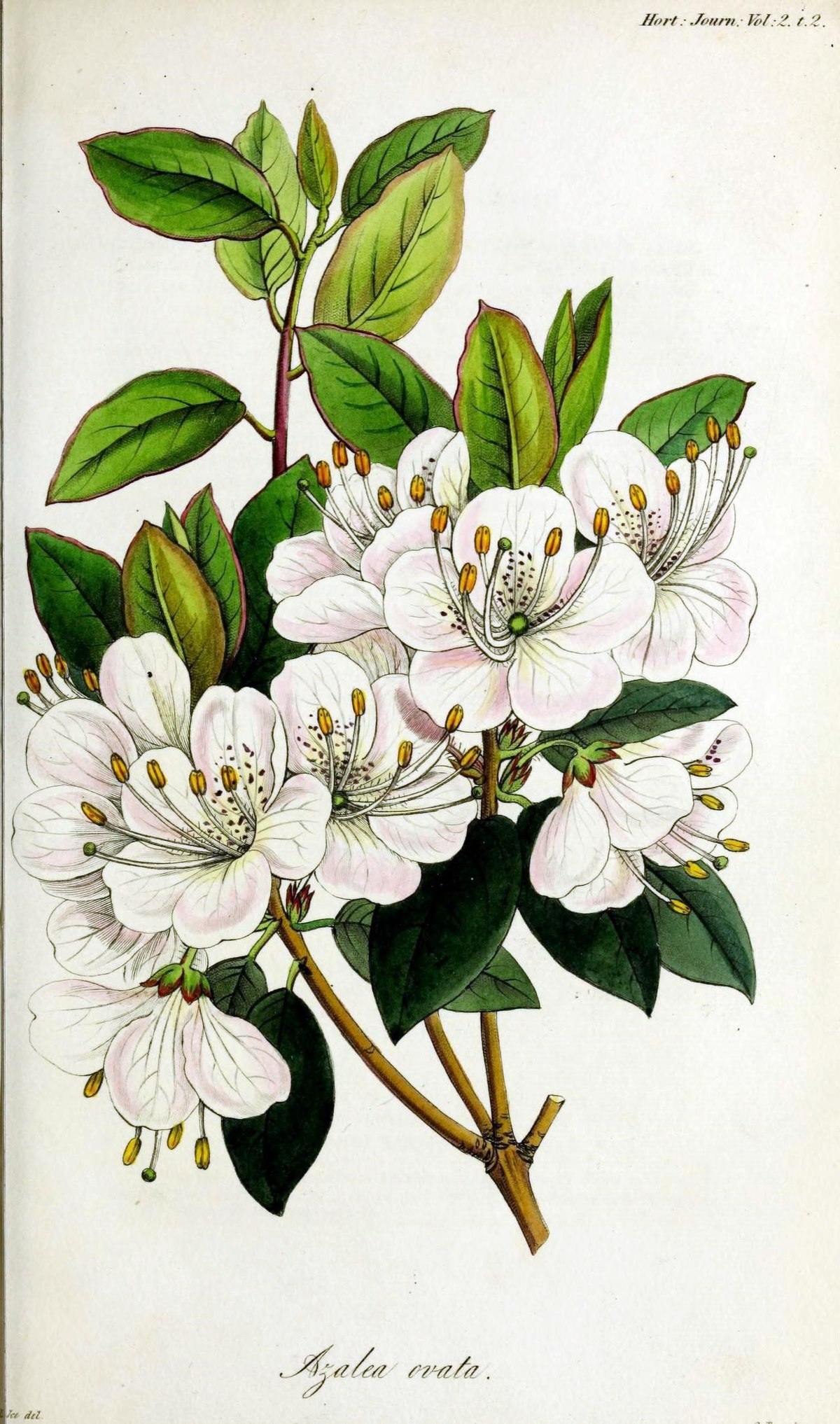 Rhododendron ovatum