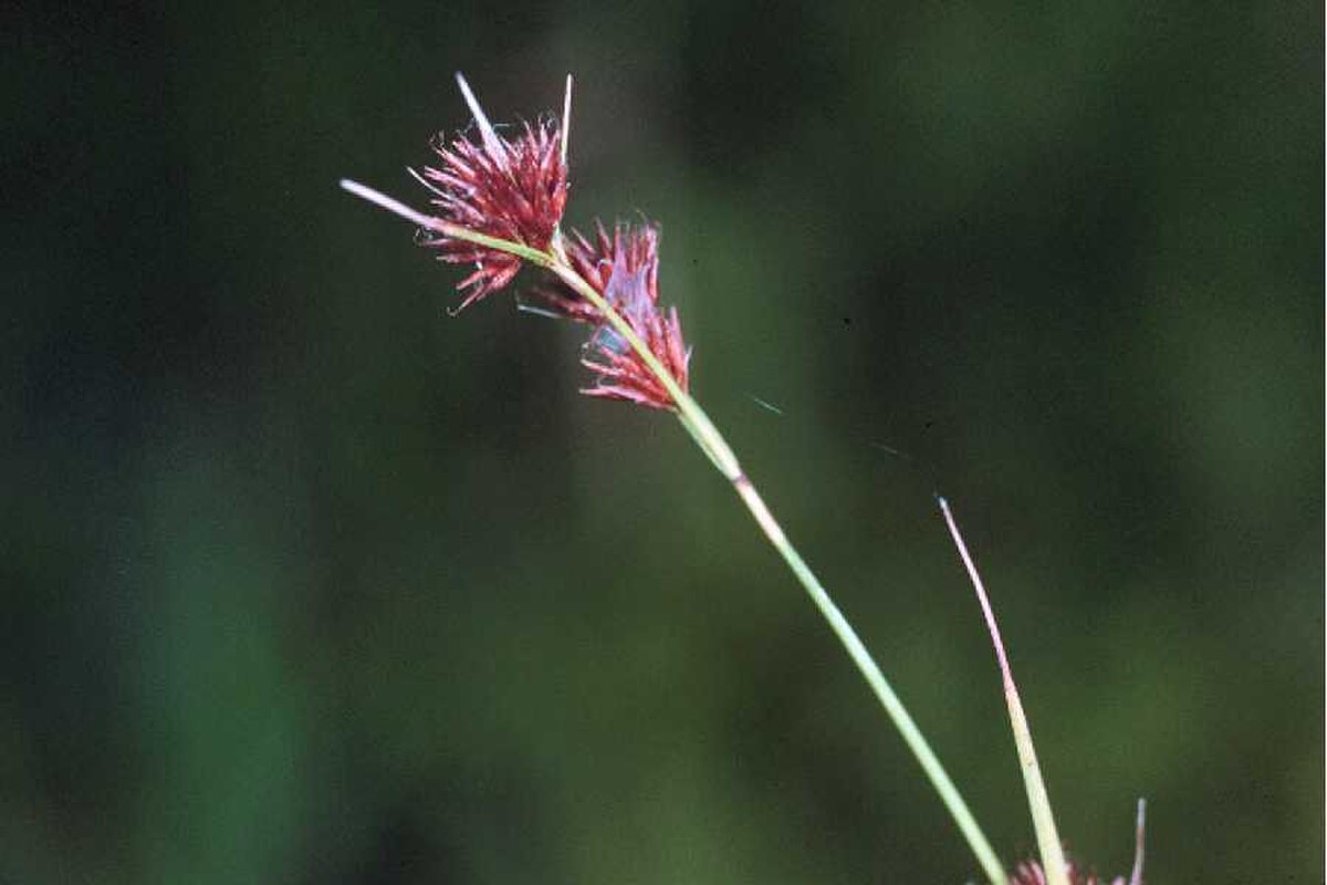Rhynchospora breviuscula