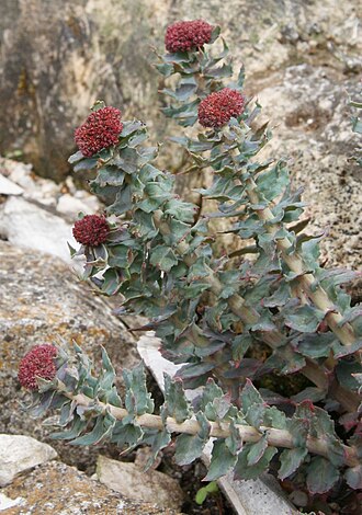 Rhodiola kirilowii