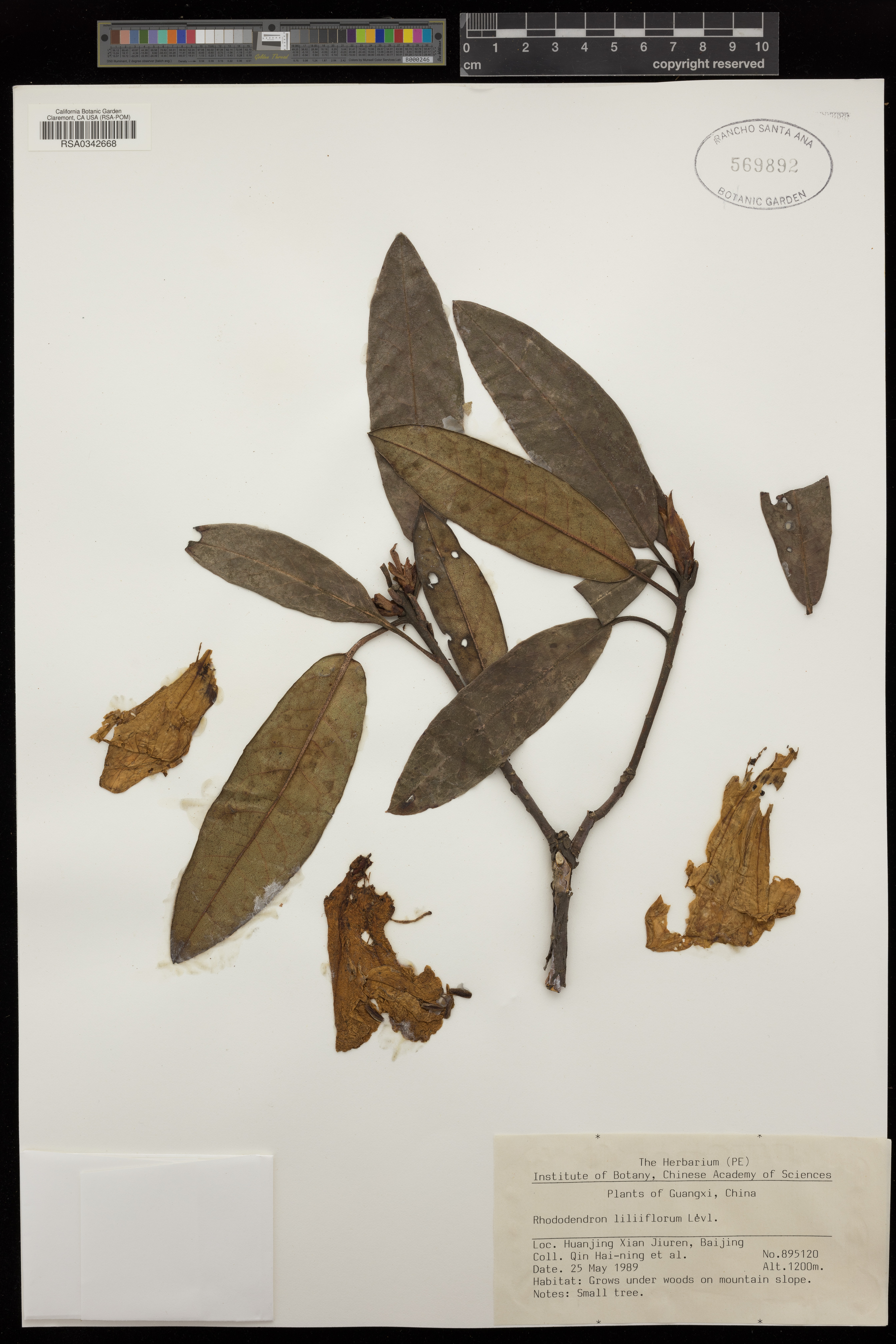 Rhododendron liliiflorum