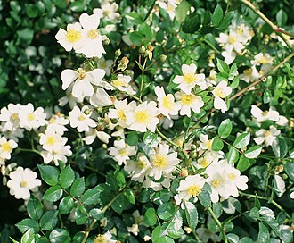 Rosa lucieae