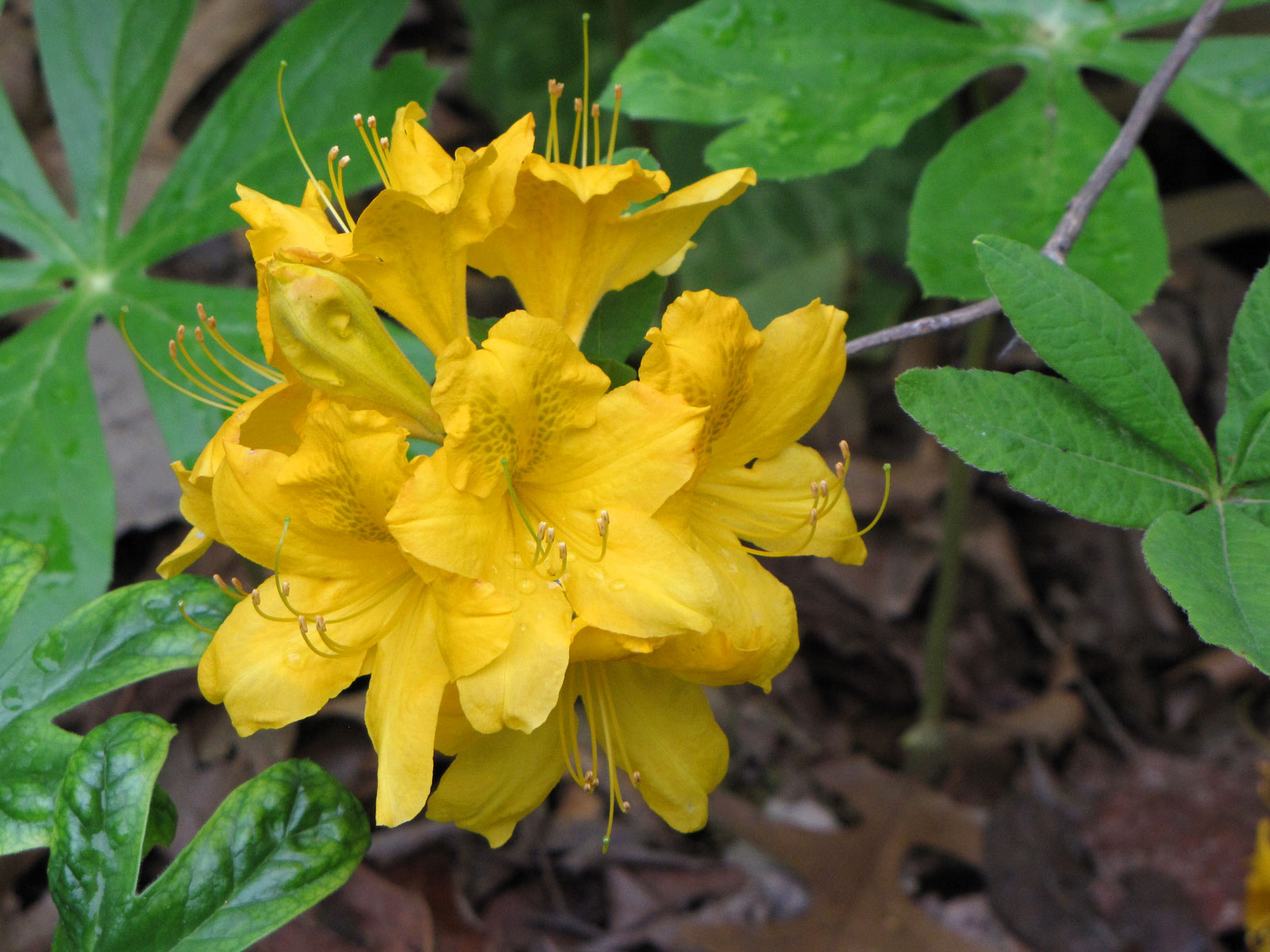 Rhododendron molle