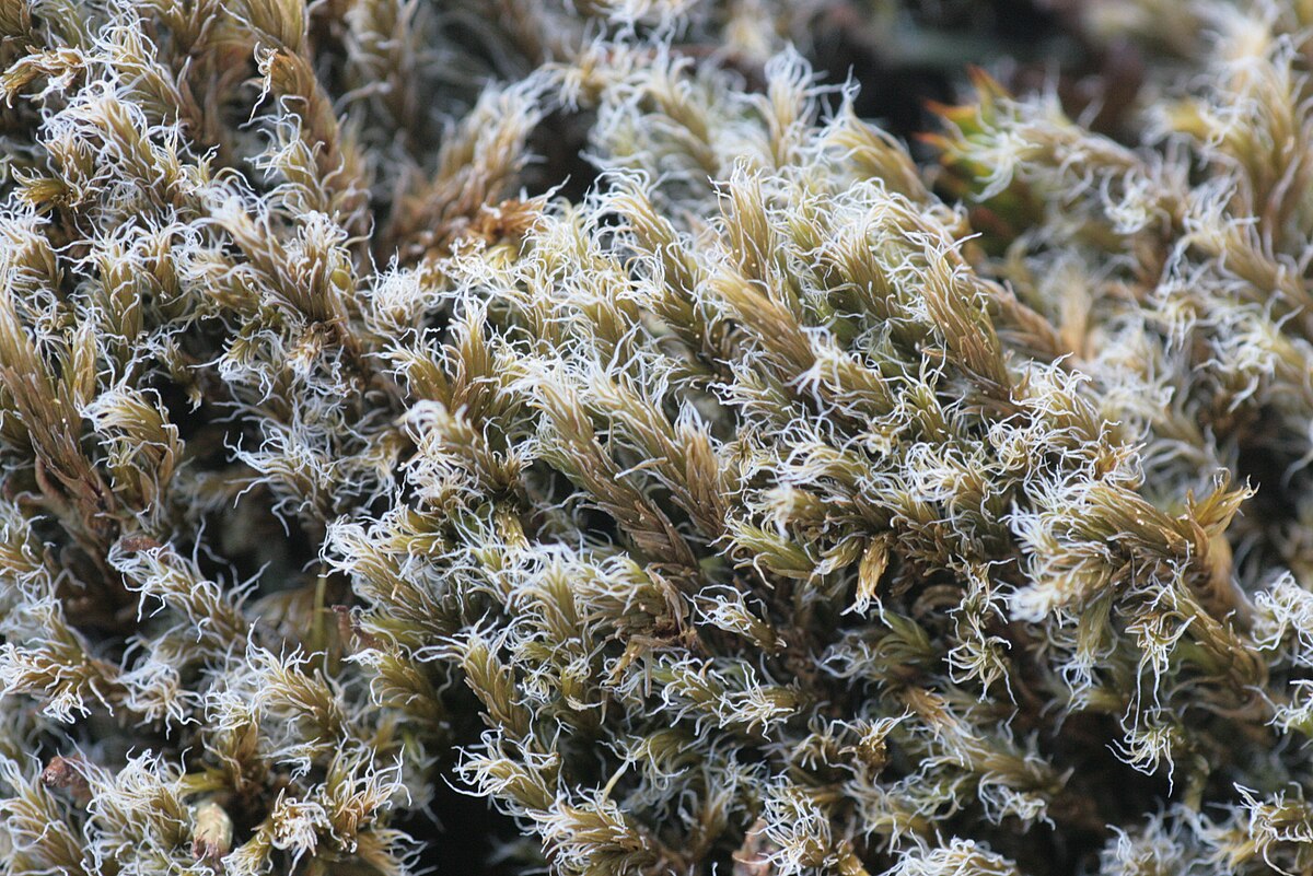Racomitrium nitidulum