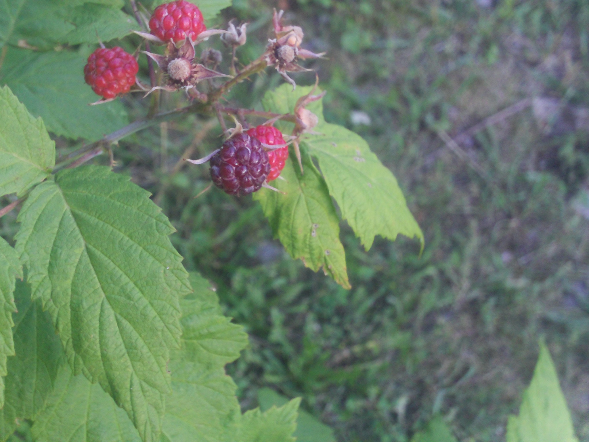 Rubus occidentalis