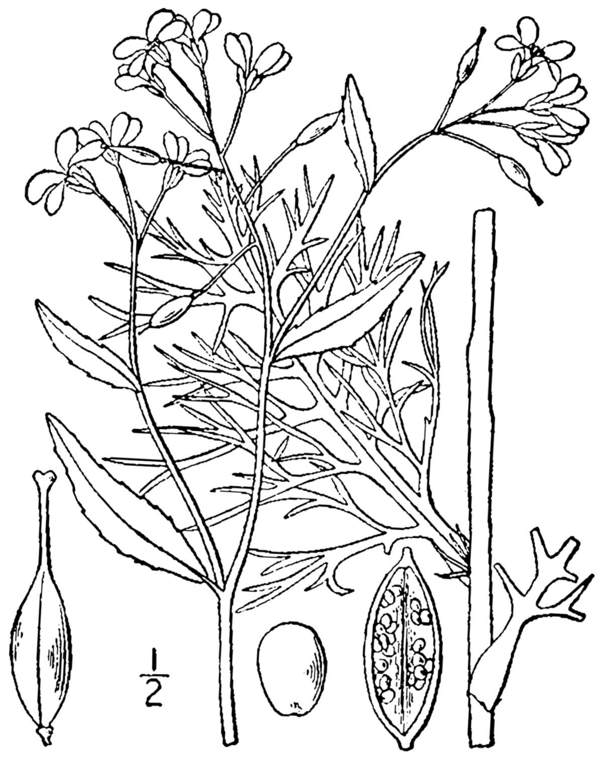 Rorippa aquatica