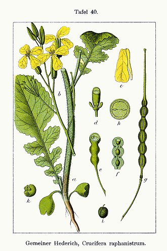 Raphanus raphanistrum