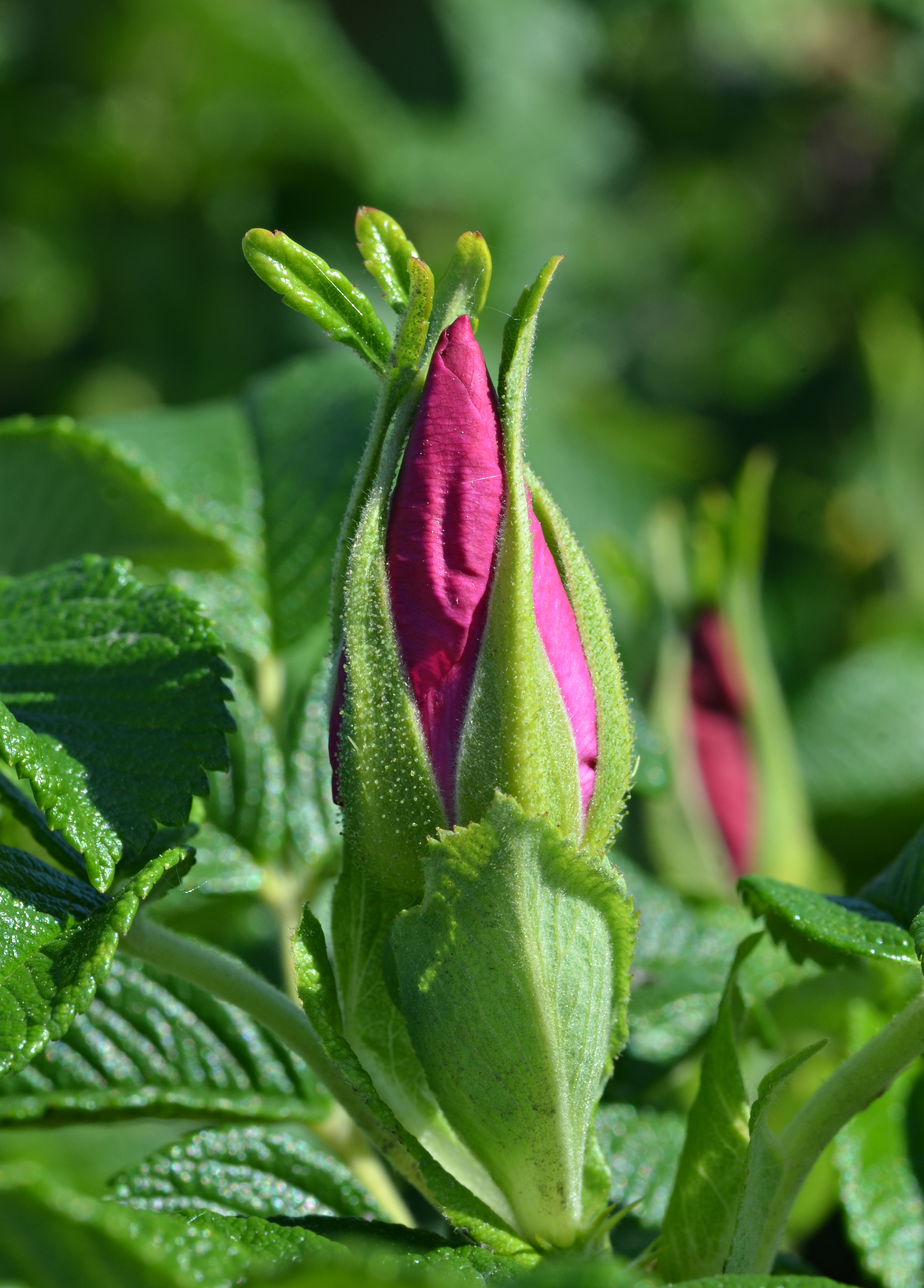 Rosa rugosa
