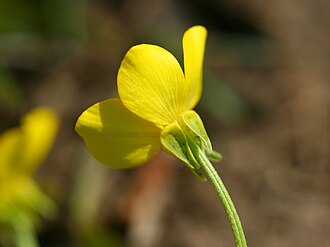Ranunculus sardous