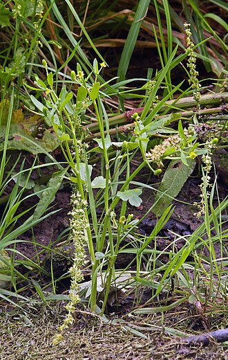 Ranunculus sceleratus
