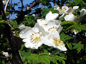 Rosa sericea