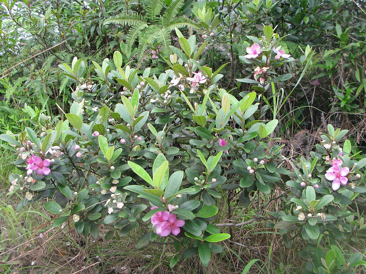 Rhodomyrtus tomentosa