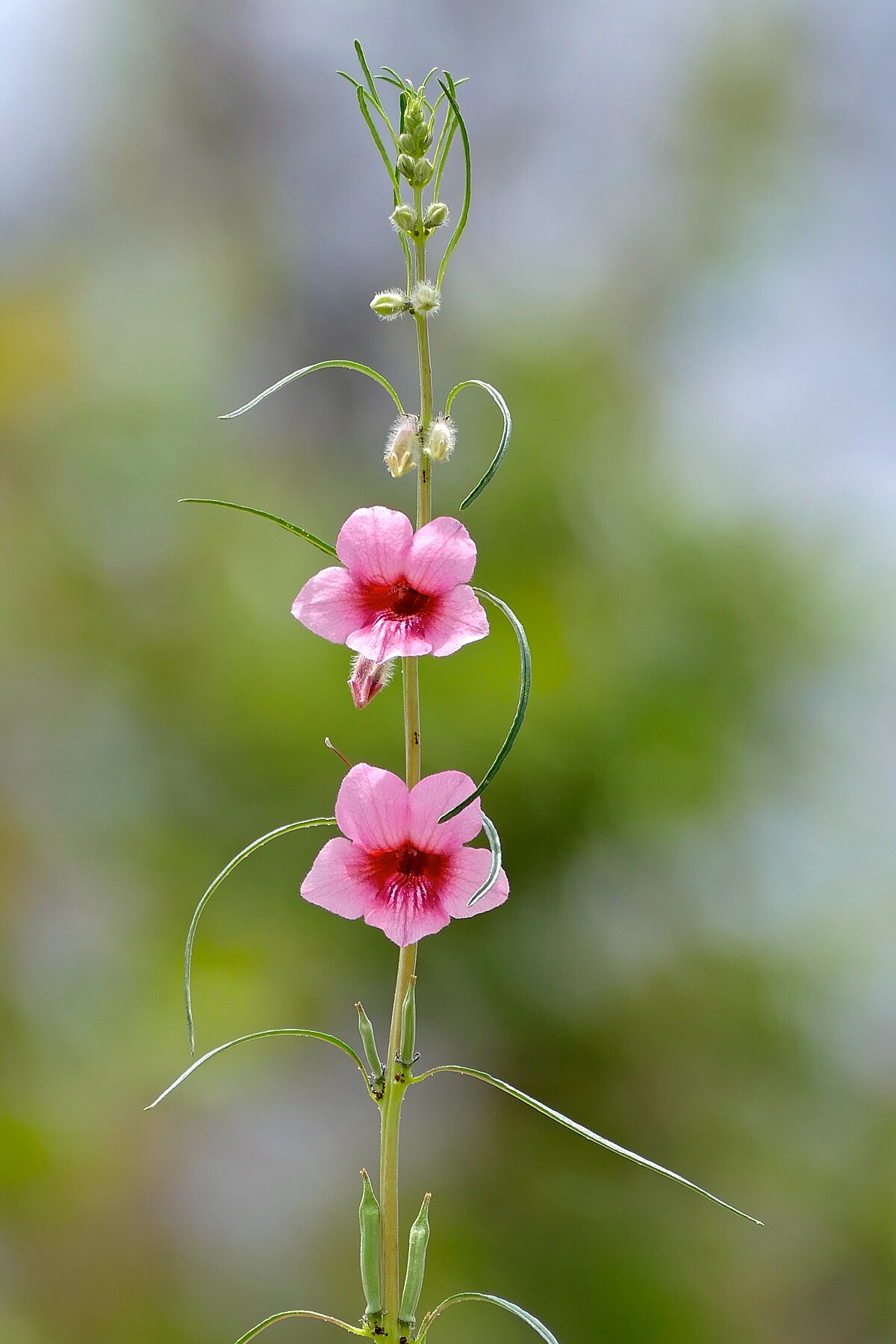 Sesamum alatum