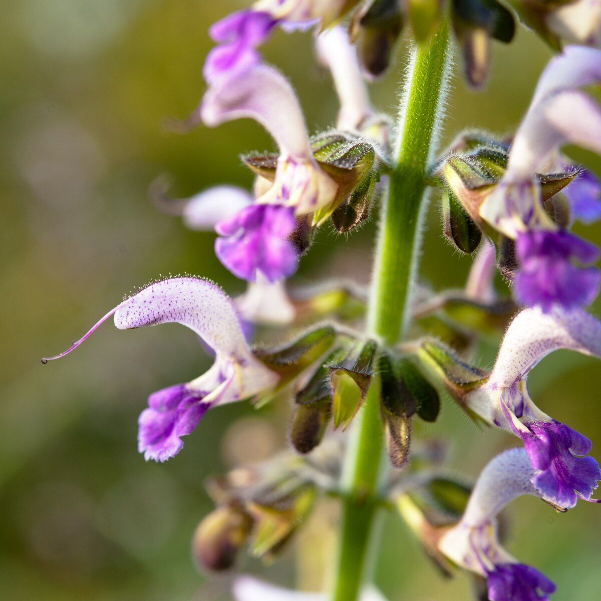 Salvia bowleyana