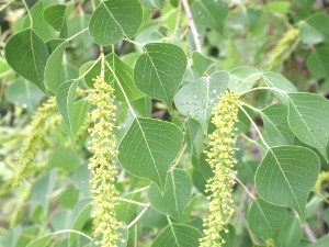 Sapium sebiferum
