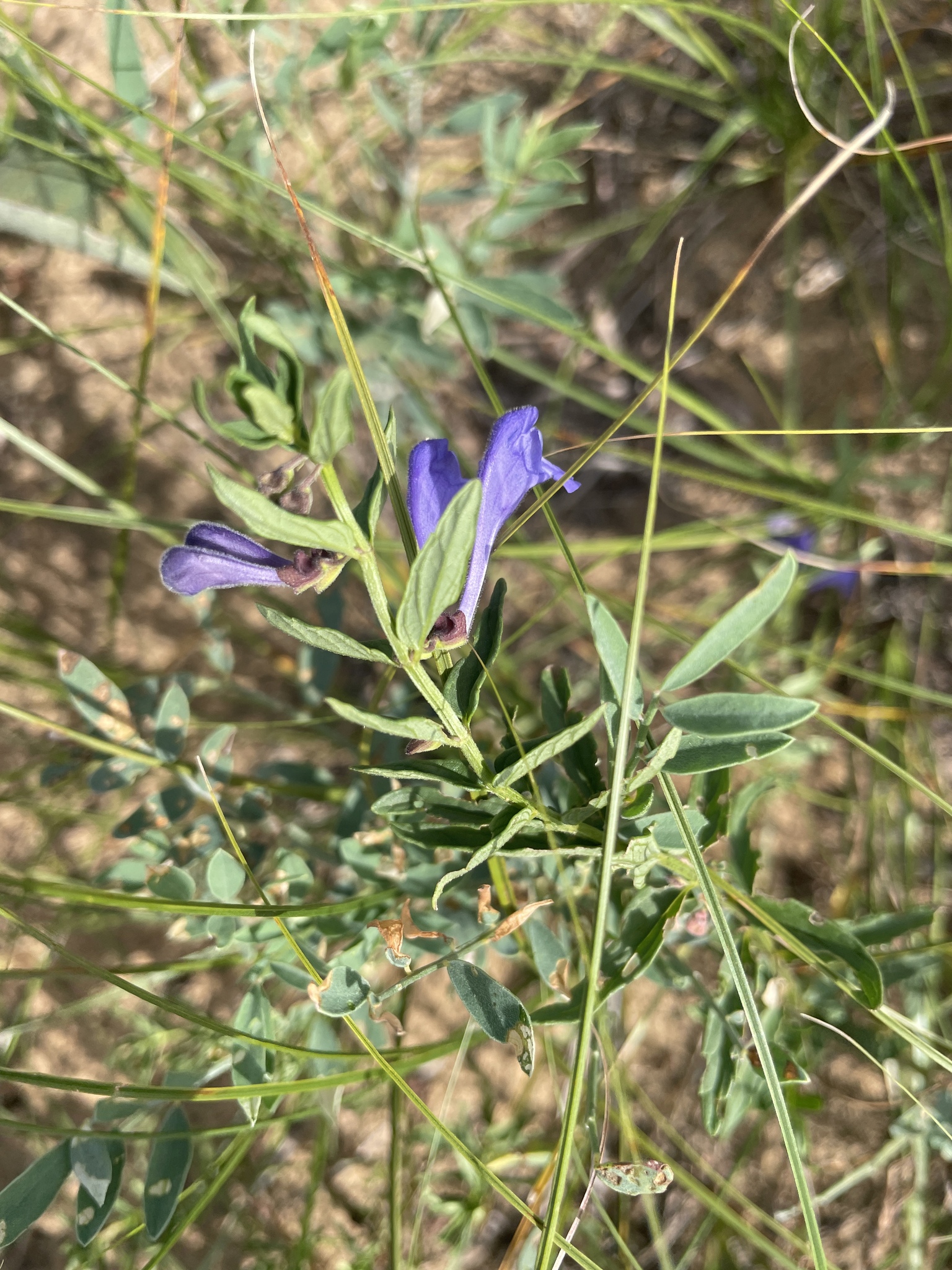 Scutellaria baicalensis