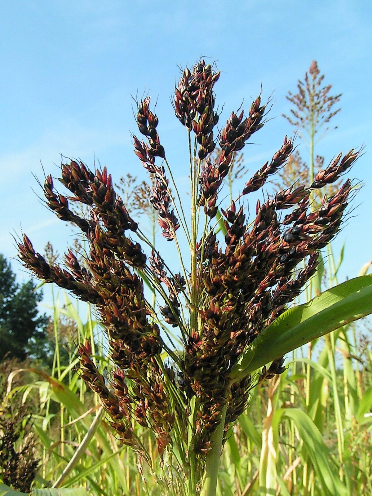 Sorghum bicolor BTx623