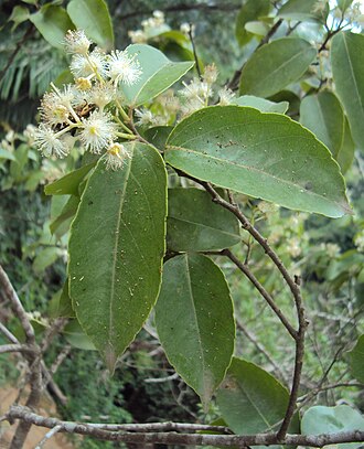 Scolopia