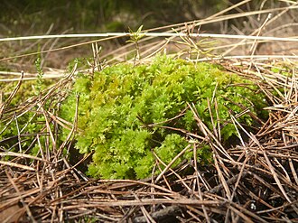 Sphagnum compactum
