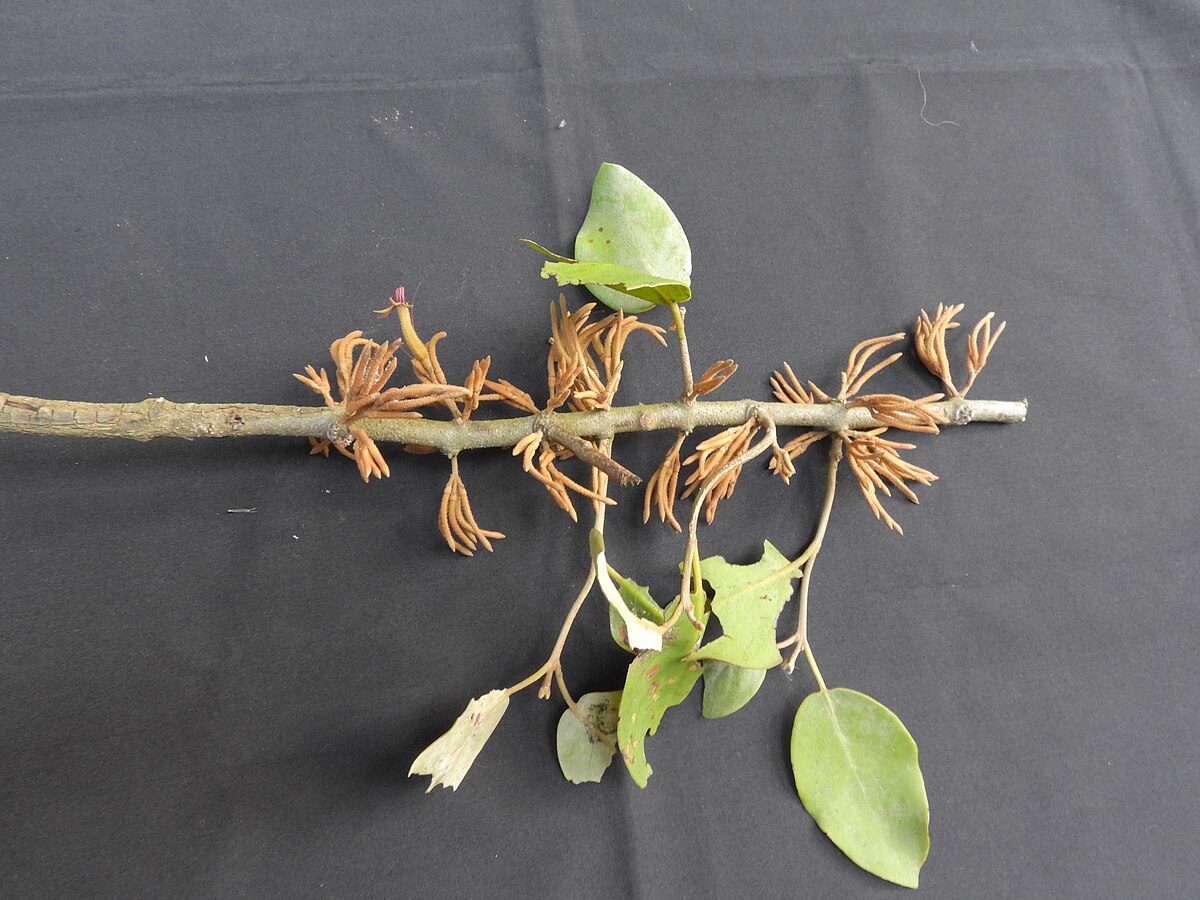 Scurrula parasitica