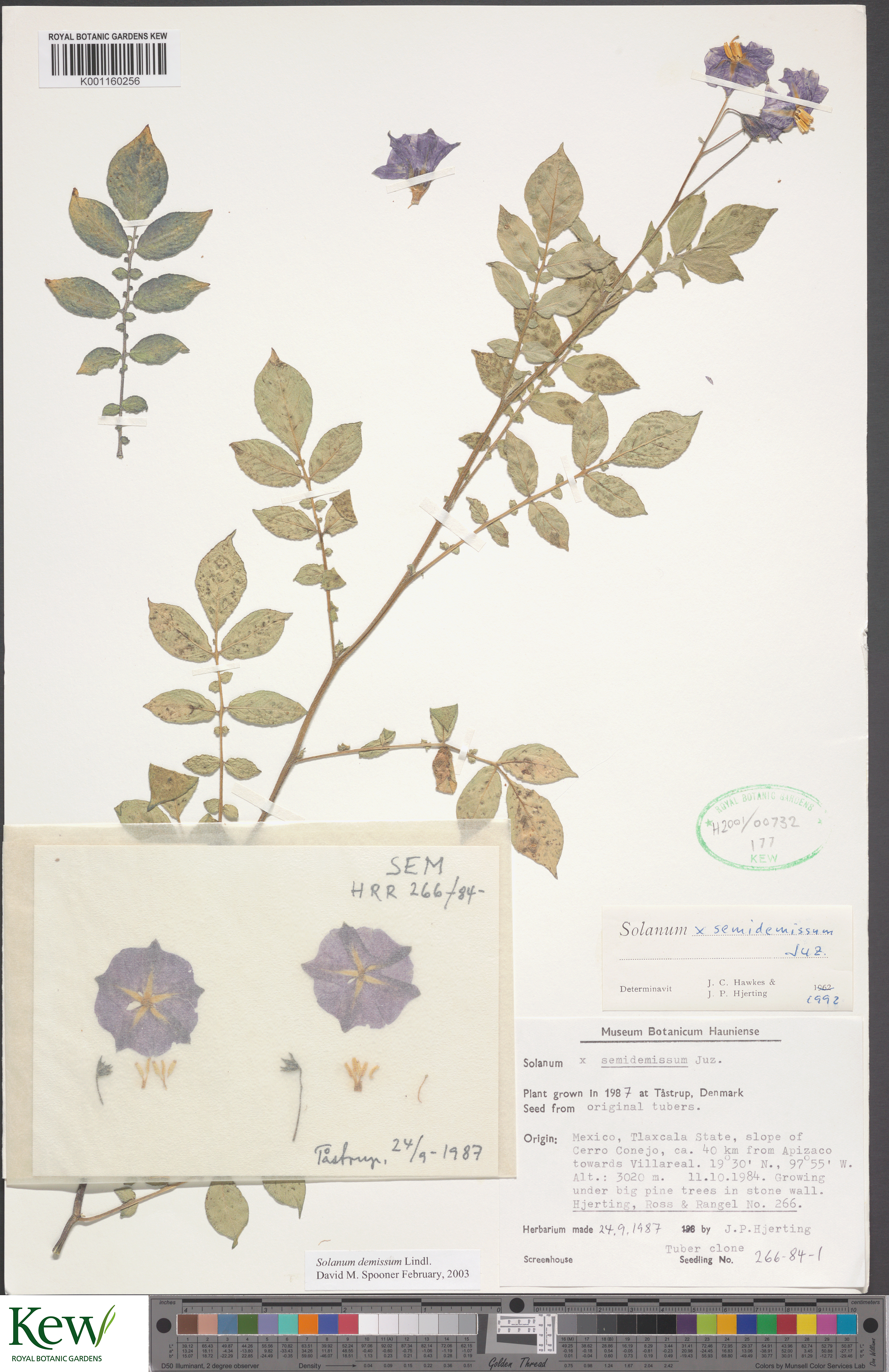 Solanum demissum