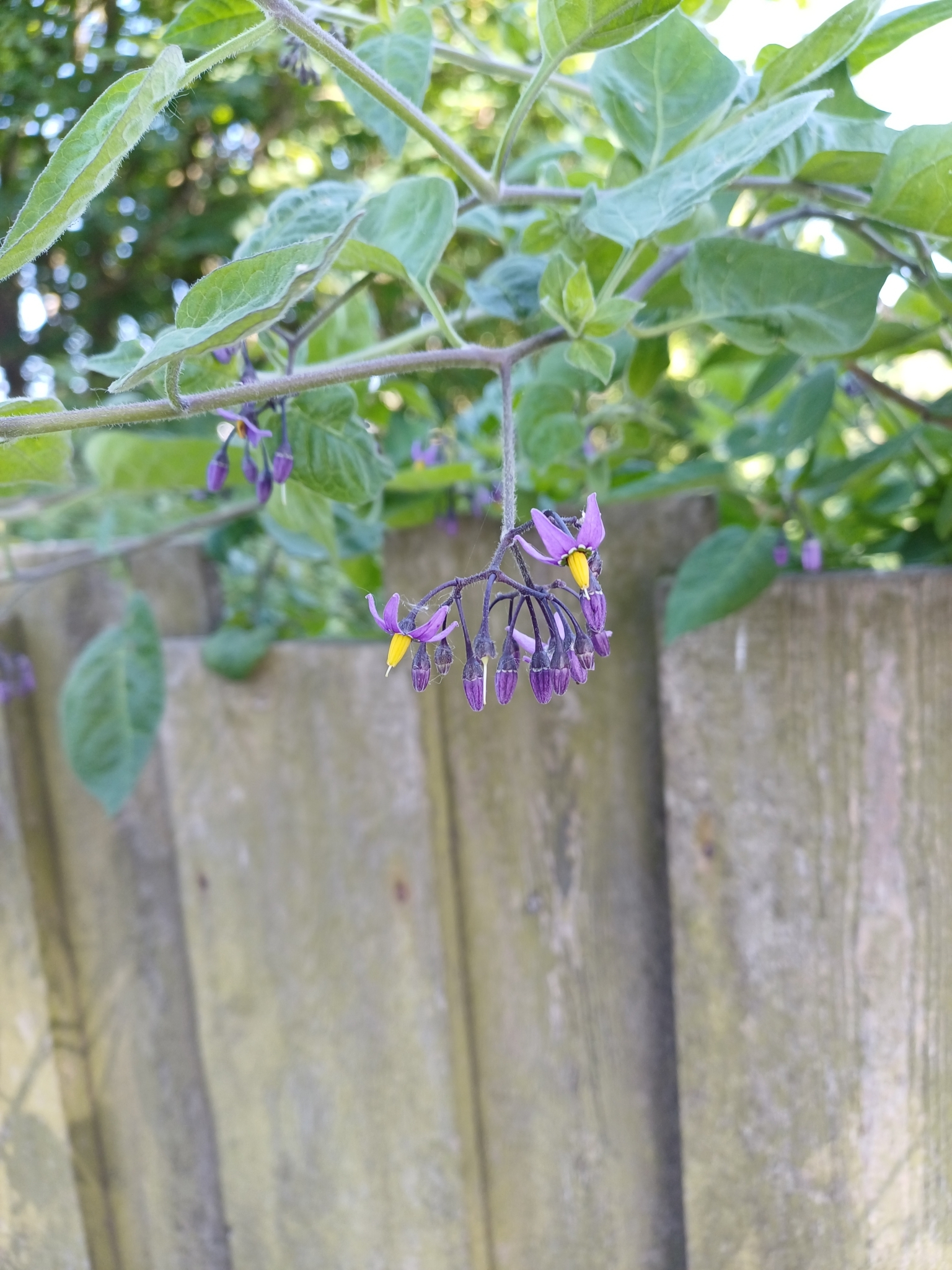 Solanum dulcamara