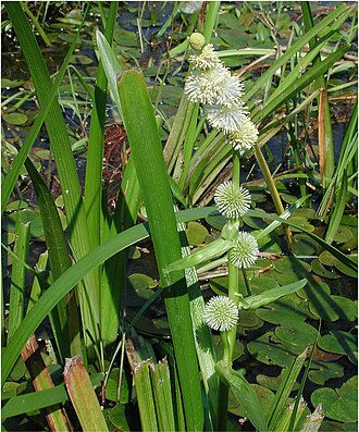 Sparganium emersum
