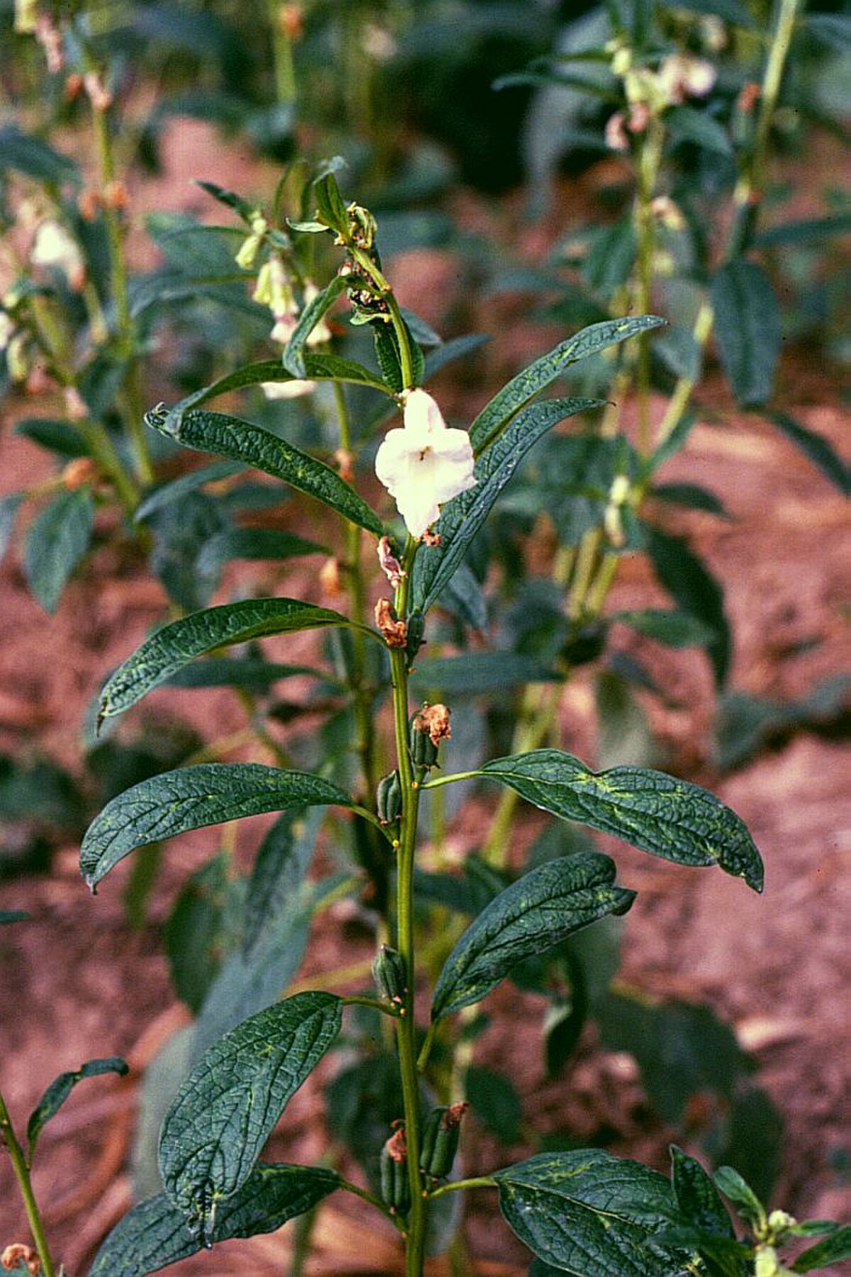 Sesamum calycinum
