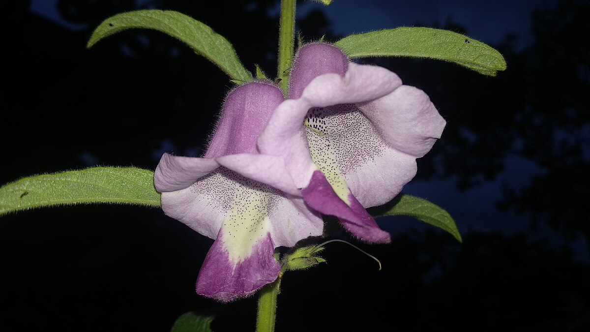 Sesamum radiatum