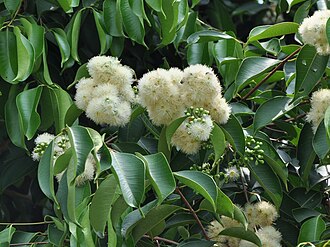 Syzygium grande