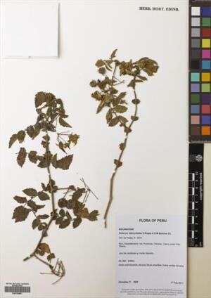 Solanum habrochaites
