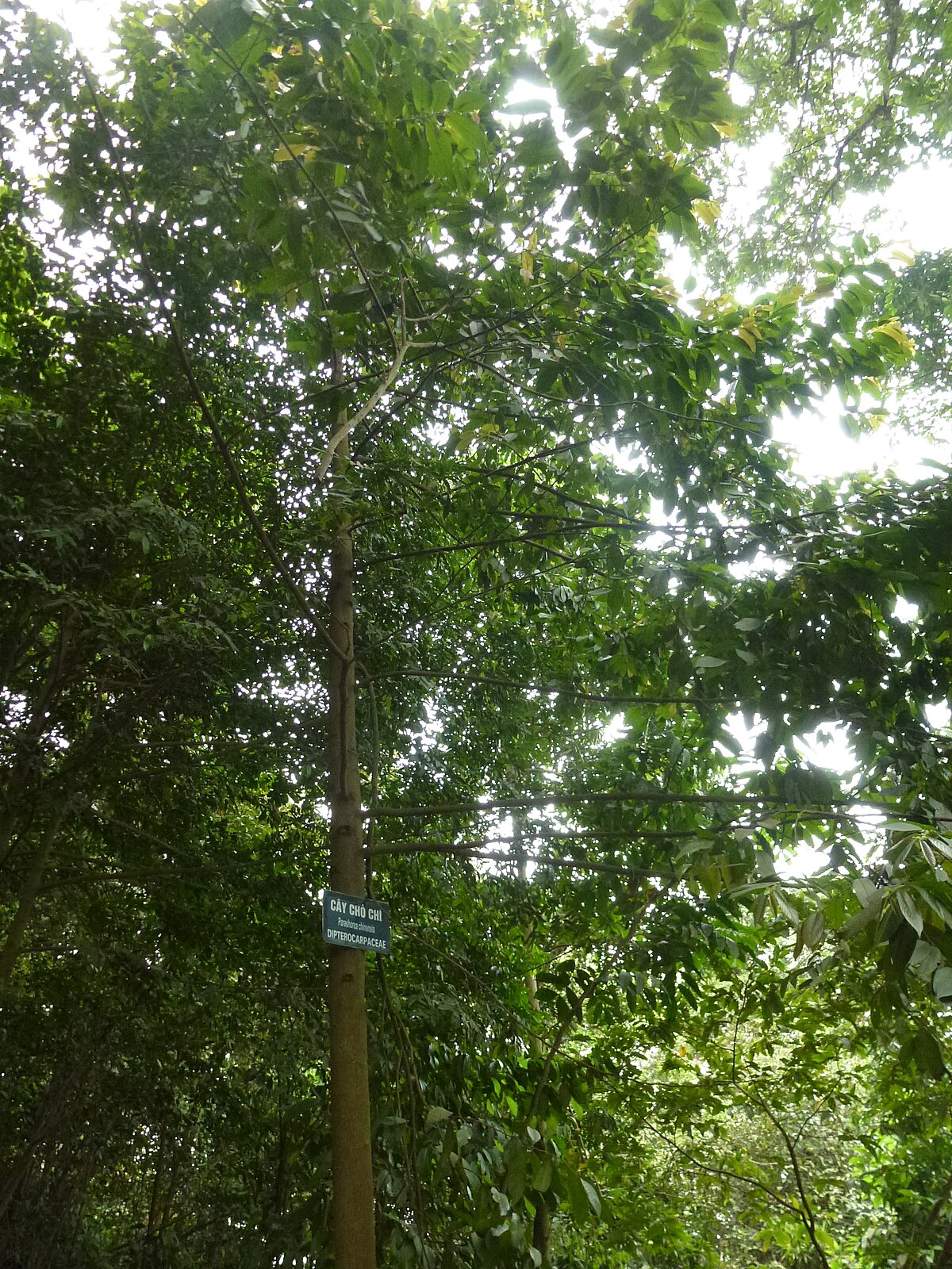 Shorea wangtianshuea