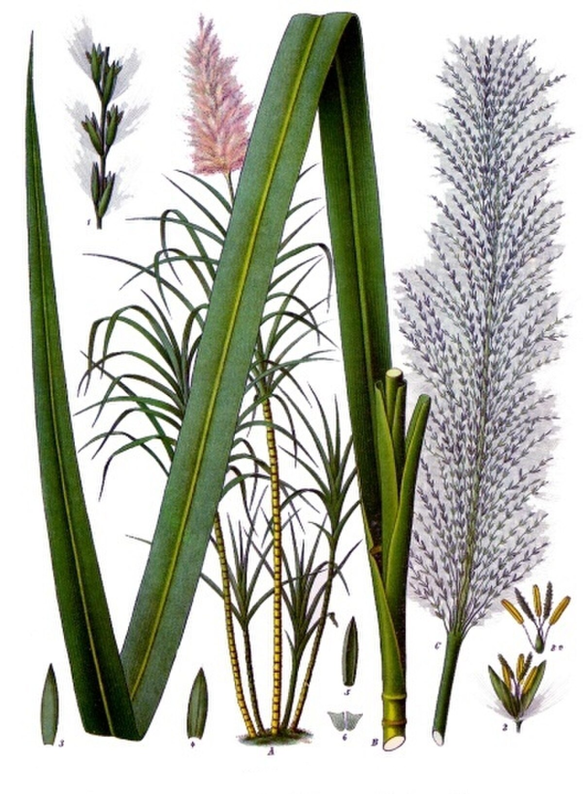 Saccharum hybrid
