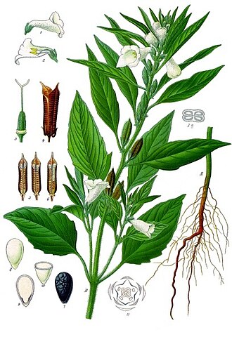 Sesamum indicum