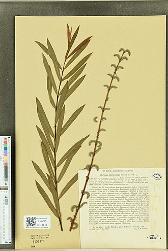 Salix koriyanagi