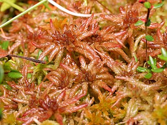 Sphagnum magellanicum