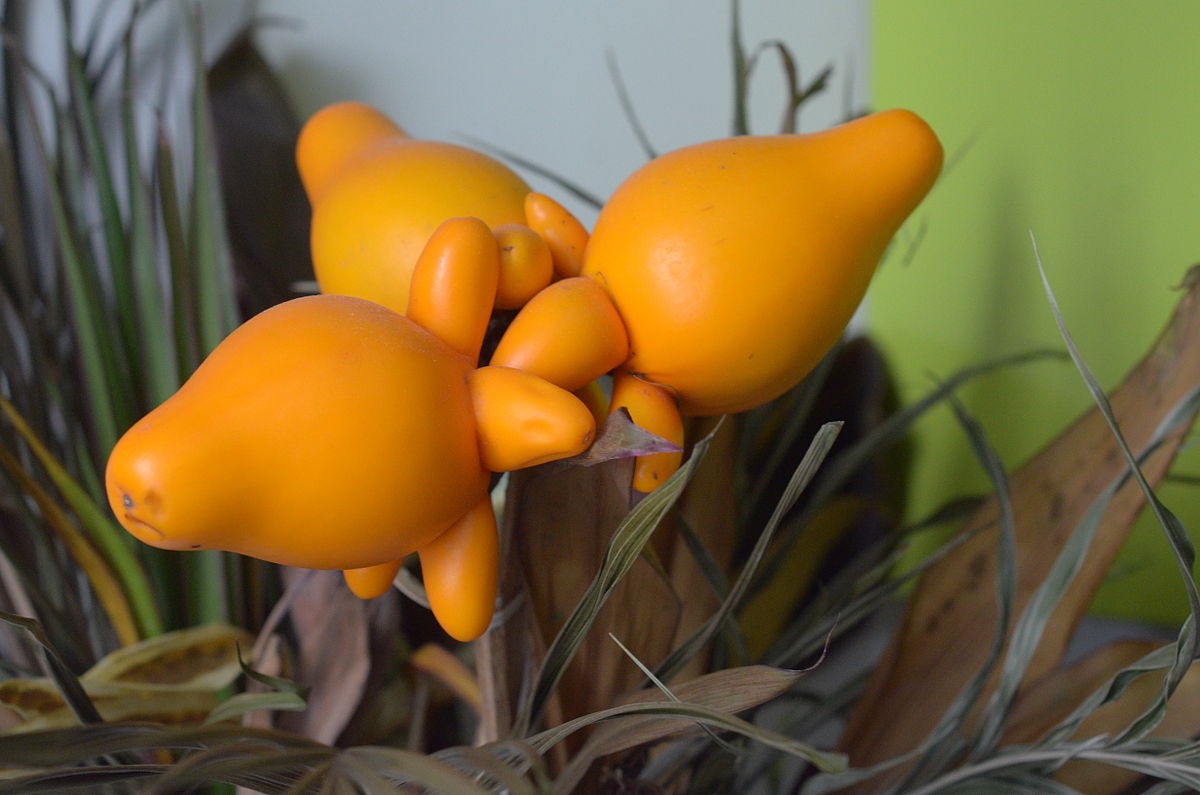 Solanum mammosum