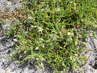 Spergularia marina