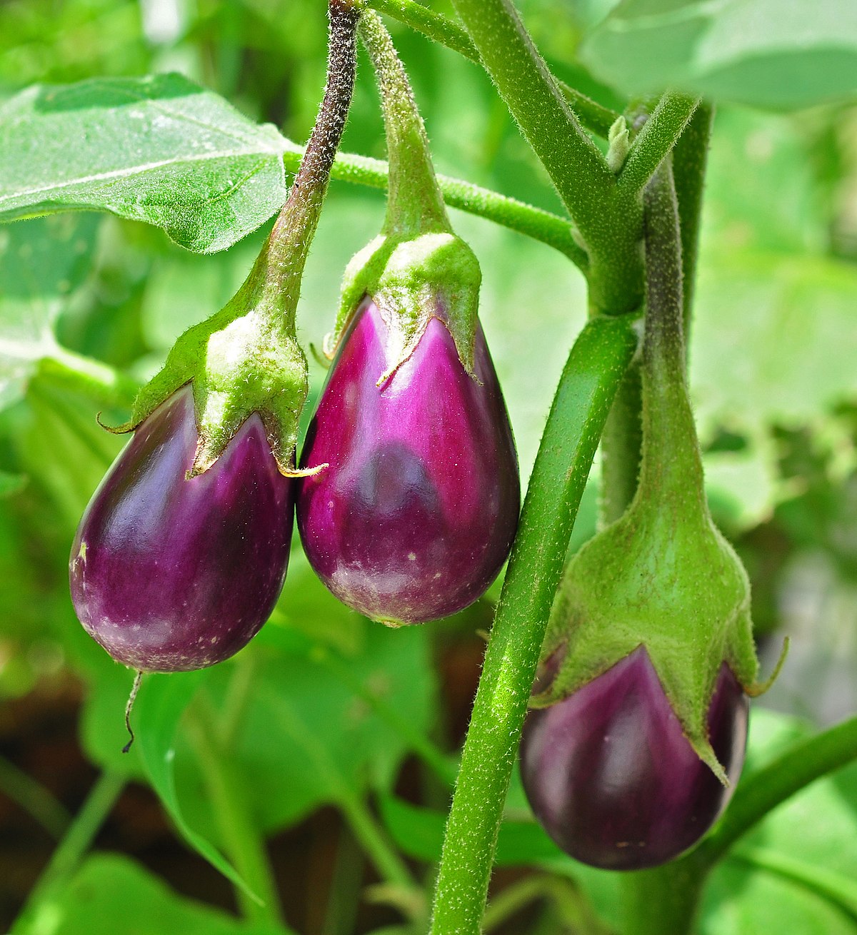 Solanum melongena NO211